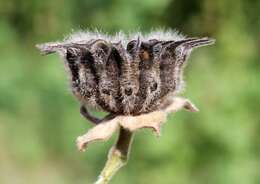 Image of Indianmallow