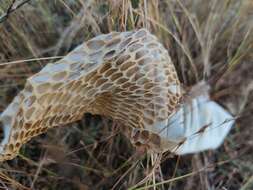 Image of Indian cobra