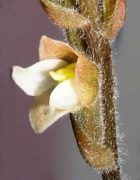 Image of Hairy jewel orchid