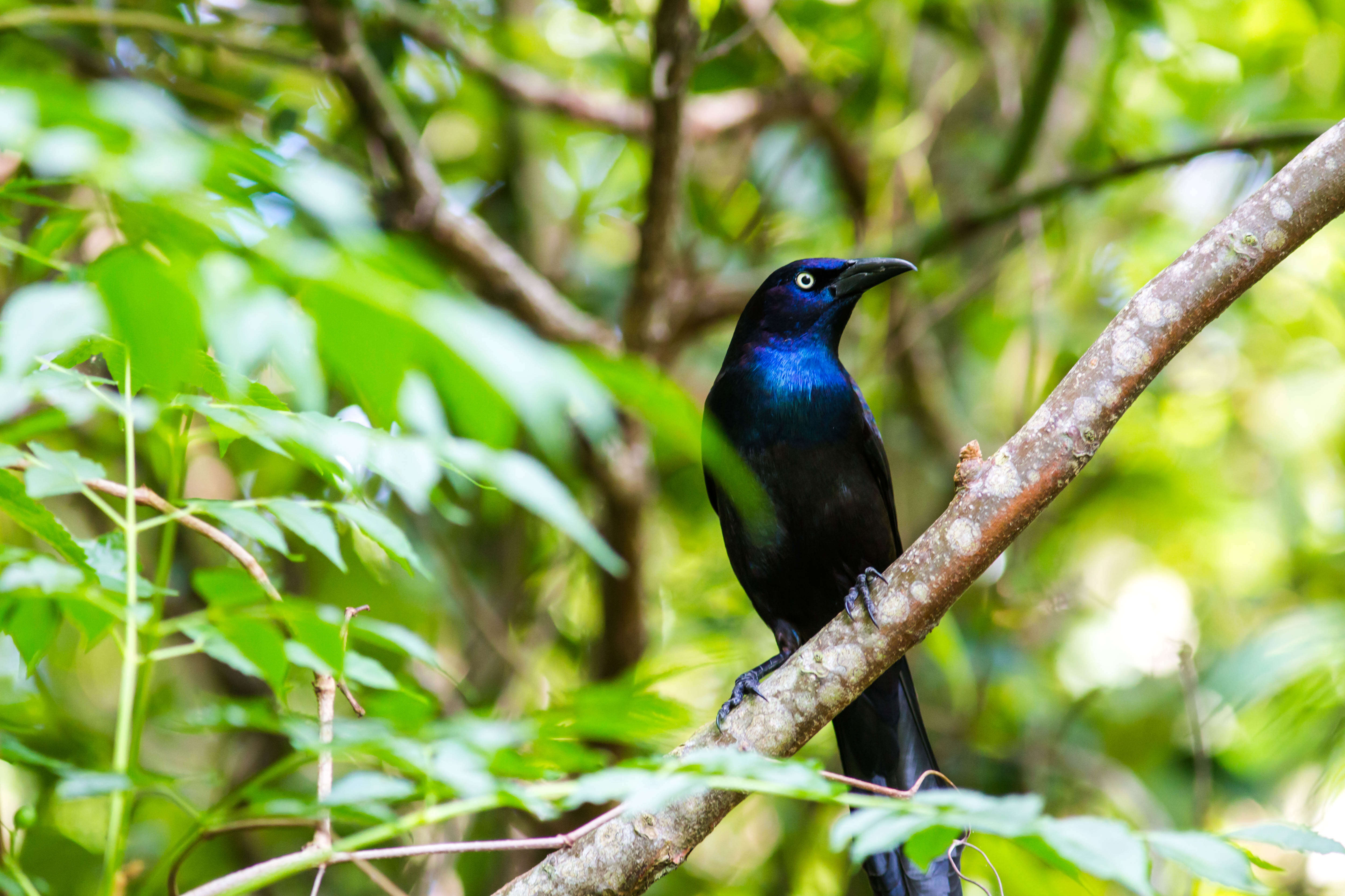 Image of Common Grackle