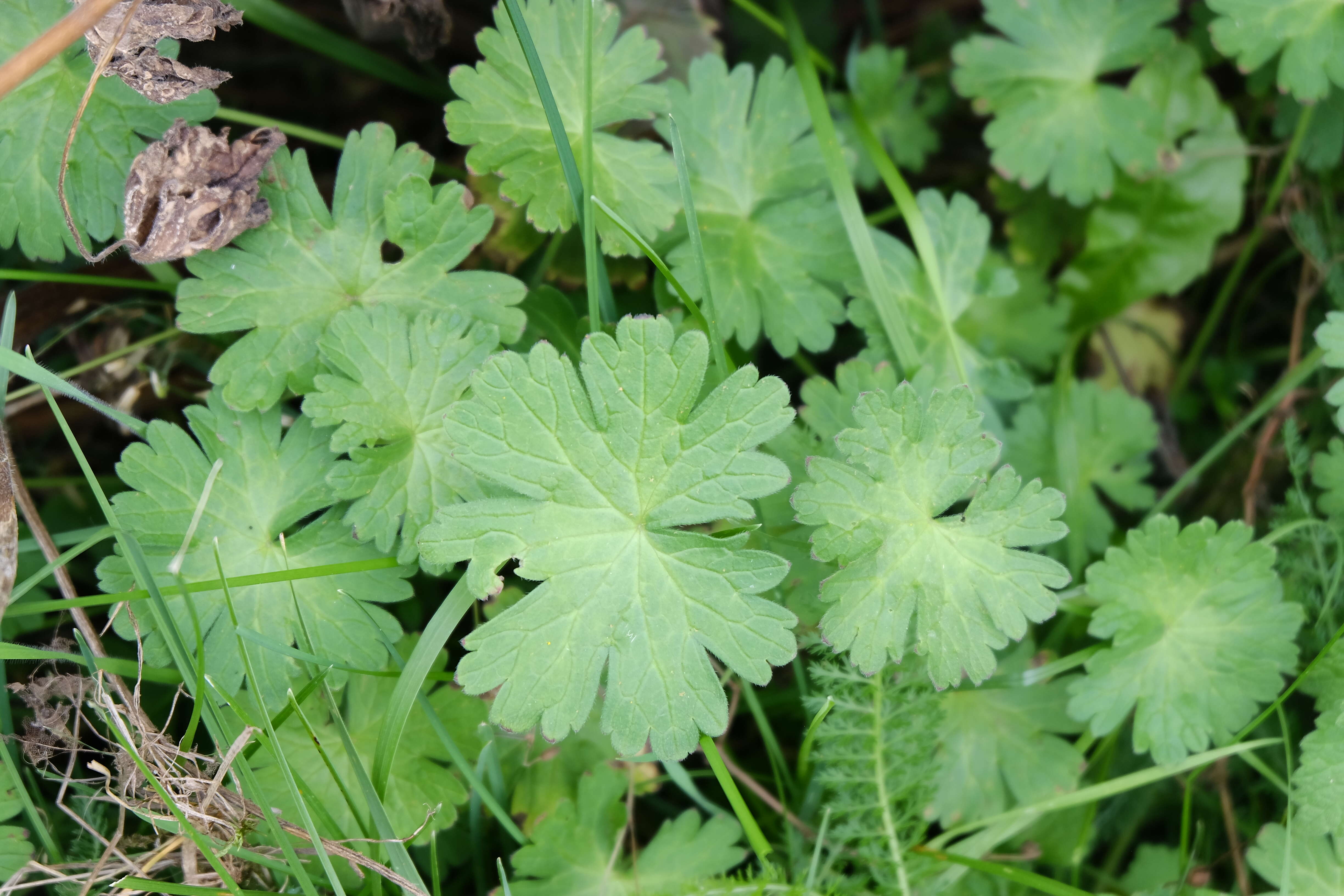 Image of hedgerow geranium