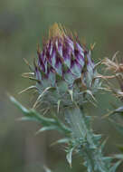 Image of Moor's Cotton Thistle