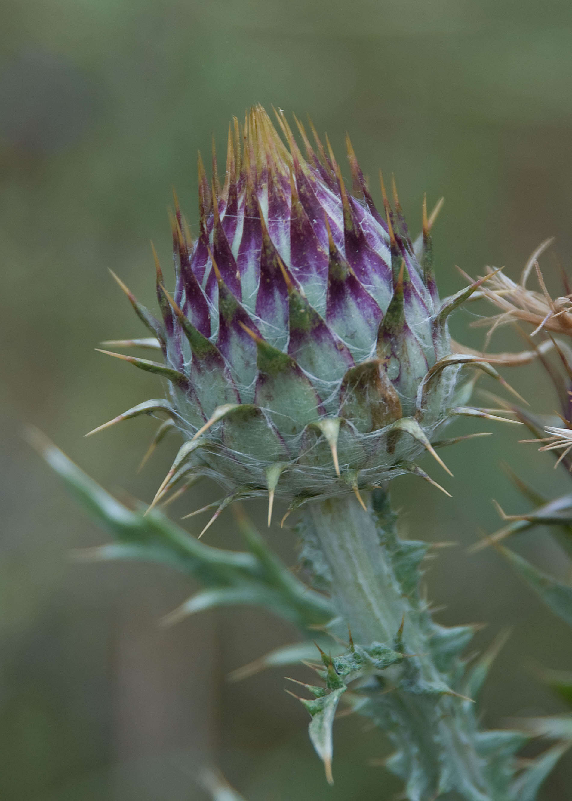 Image of Moor's Cotton Thistle