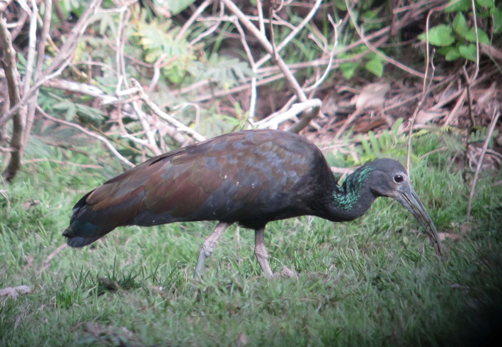 Image of Mesembrinibis Peters & JL 1930