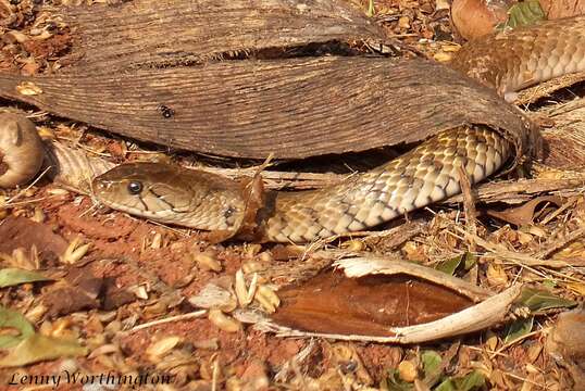 Image of Checkered Keelback Snake