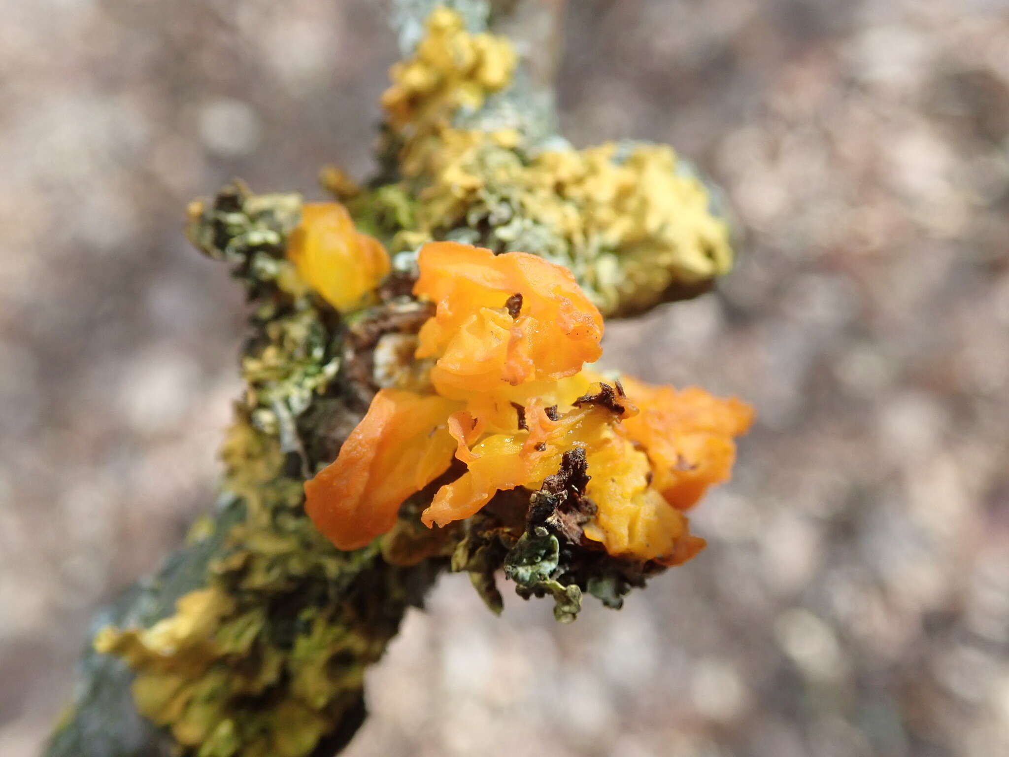 Image of Witches butter