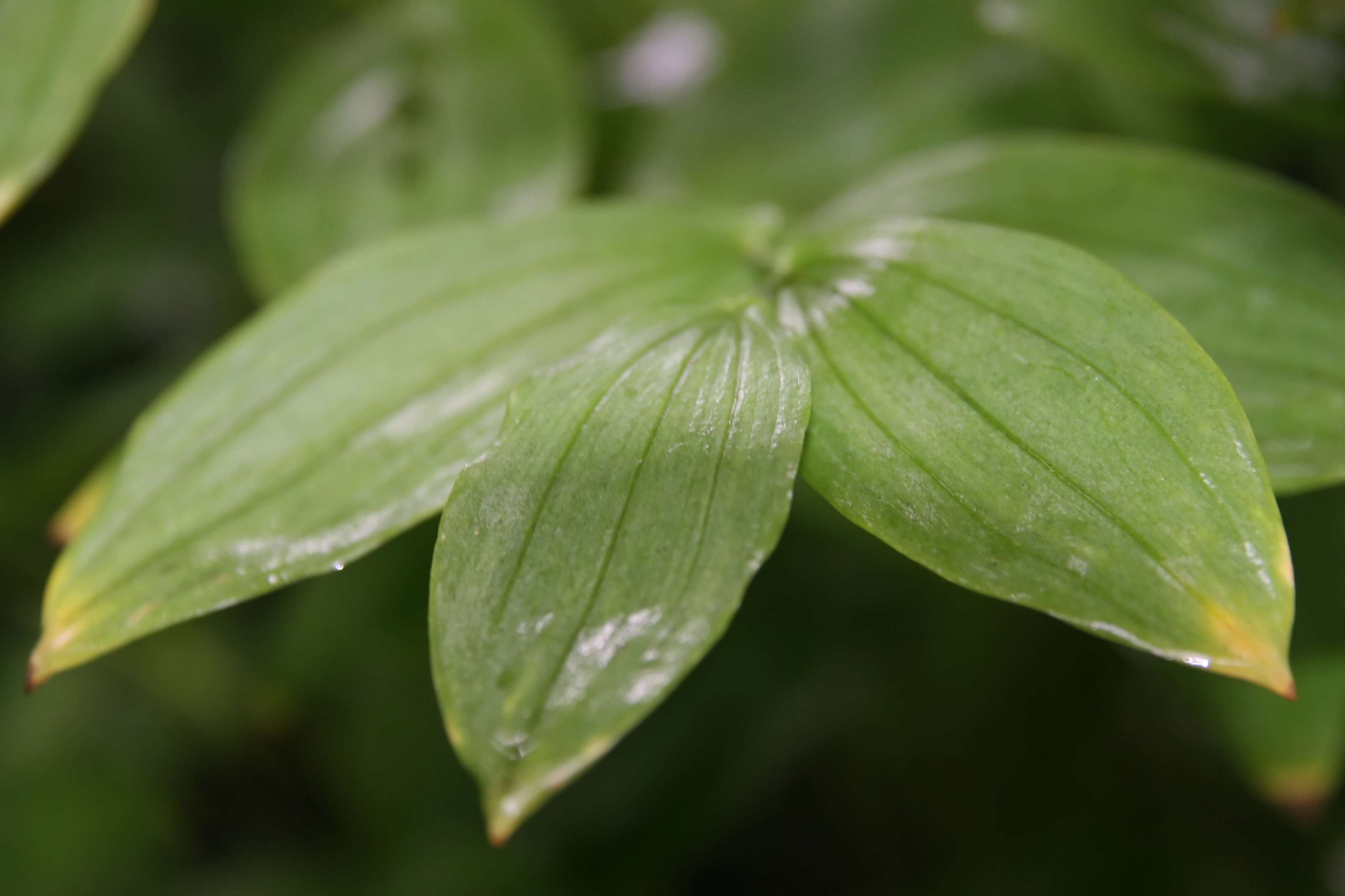 Image of largeflower bellwort