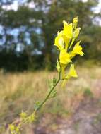 Imagem de Linaria genistifolia (L.) Mill.