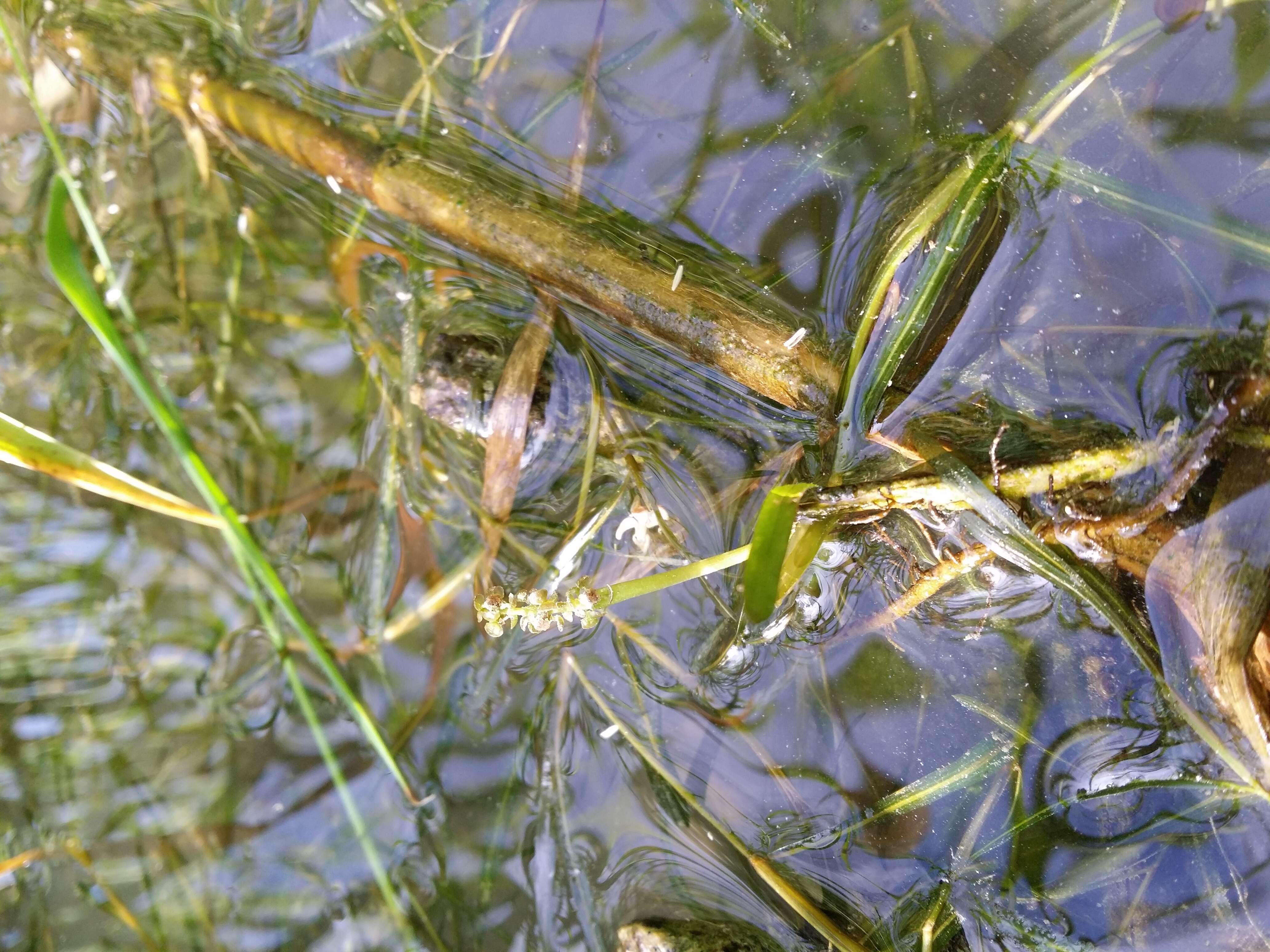 Imagem de Potamogeton friesii Rupr.