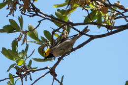 Image of Hermit Warbler