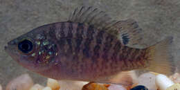 Image of Bantam Sunfish