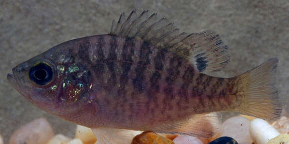 Image of Bantam Sunfish