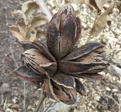 Image of Carya illinoinensis