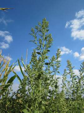 Imagem de Chenopodium album L.