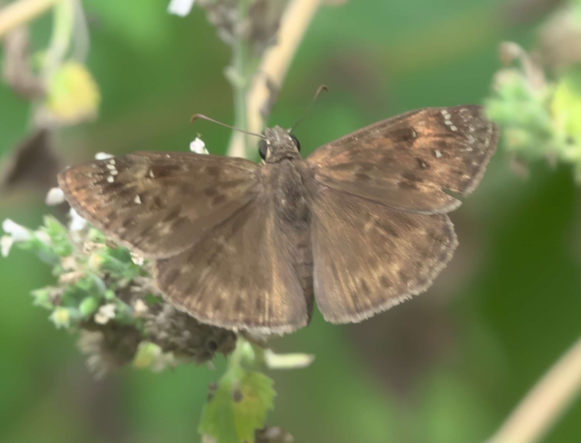 Image of Horace's Duskywing