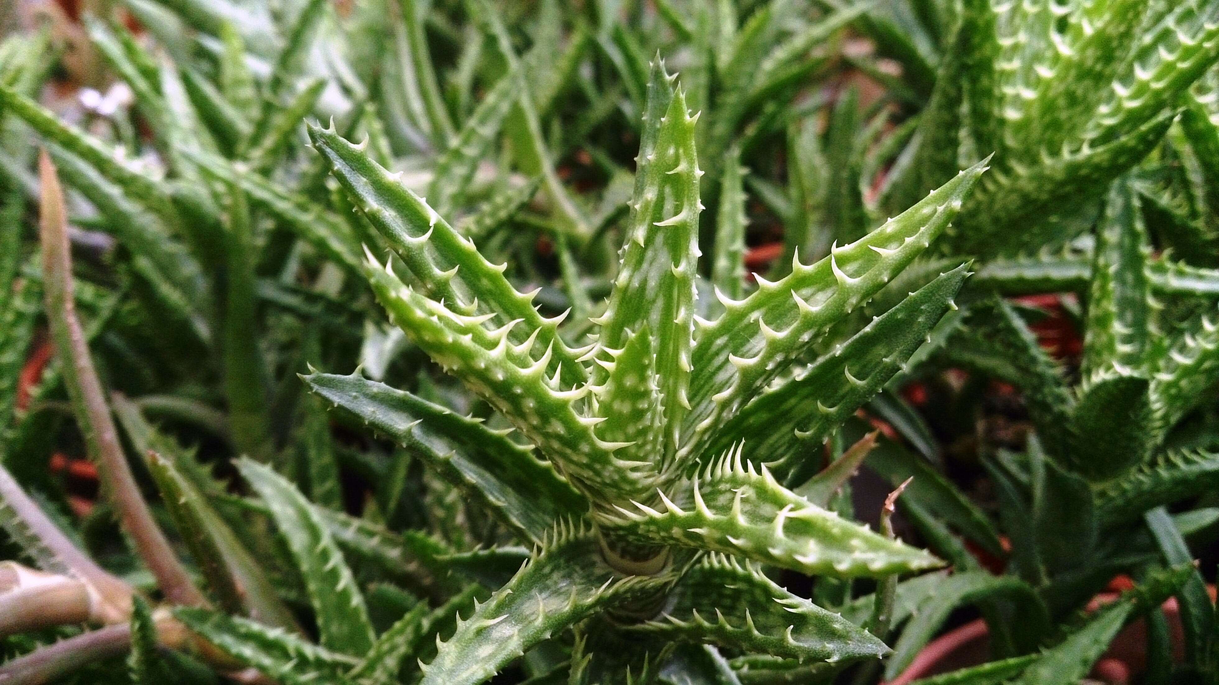 Aloe juvenna Brandham & S. Carter resmi