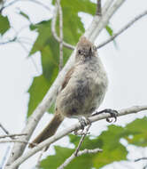 Image of Oak Titmouse