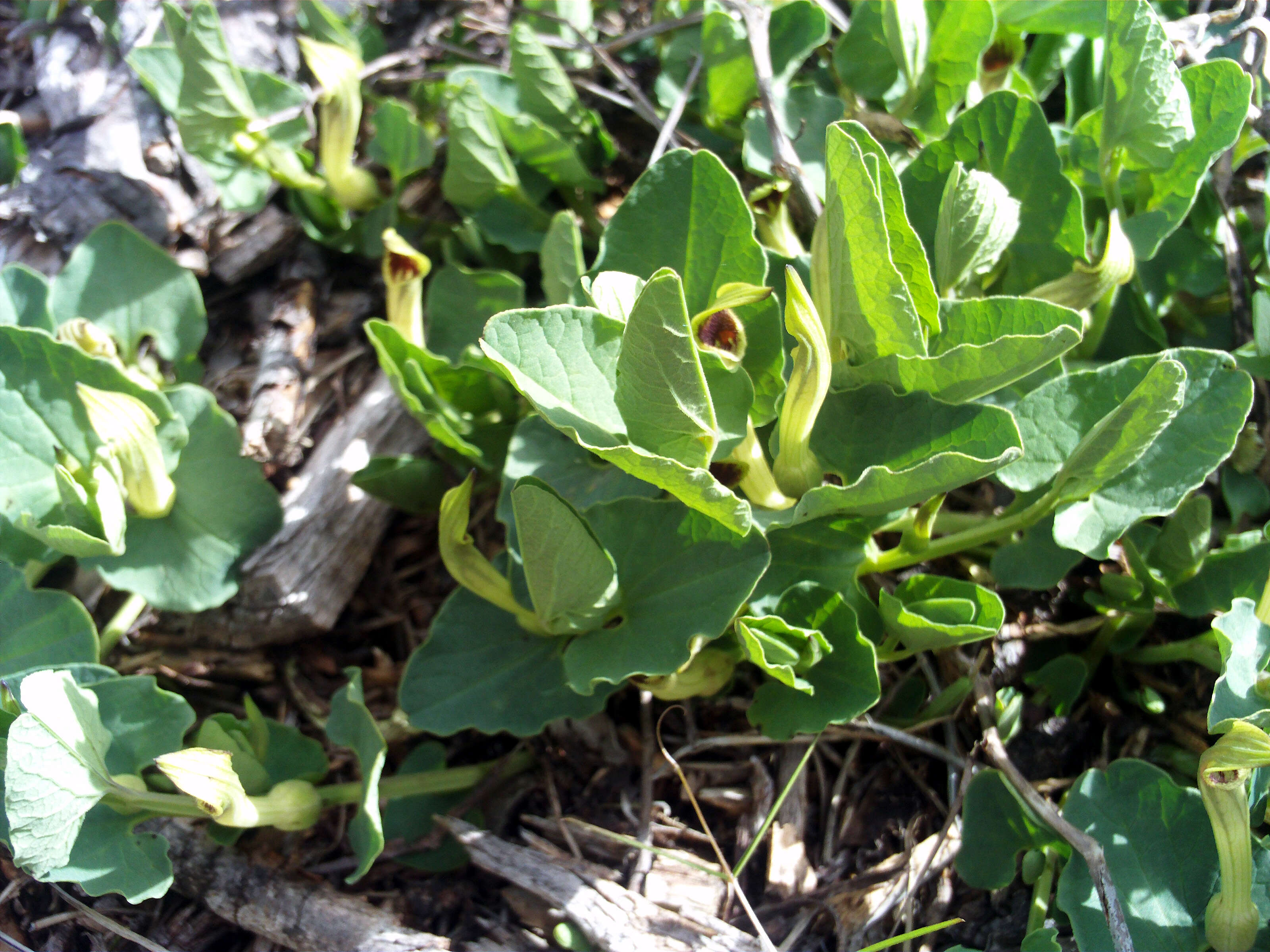 Image of Aristolochia paucinervis Pomel