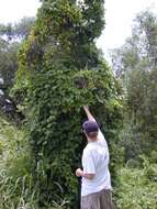 Image of ivy gourd