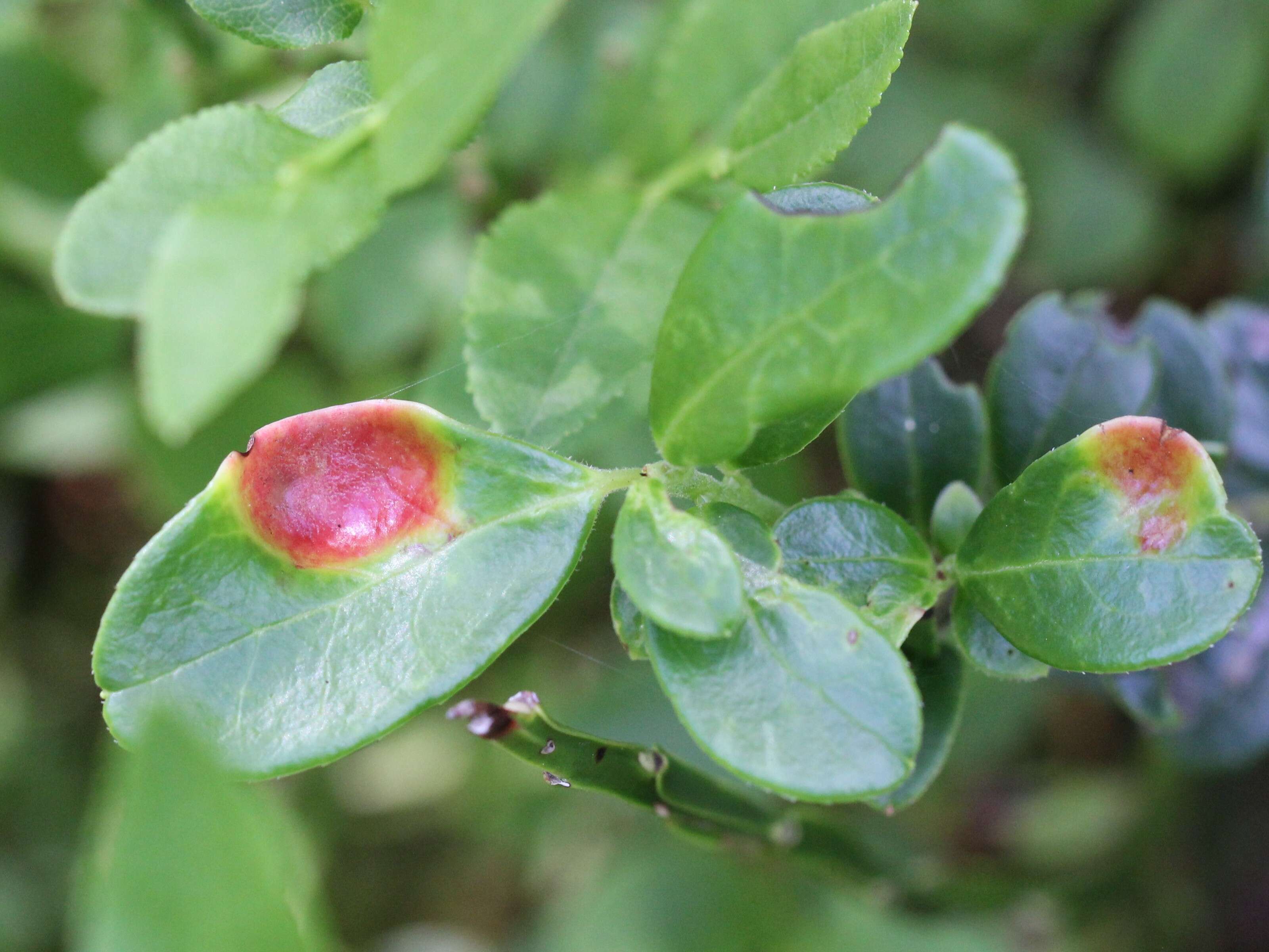 Image of Exobasidium vaccinii (Fuckel) Woronin 1867