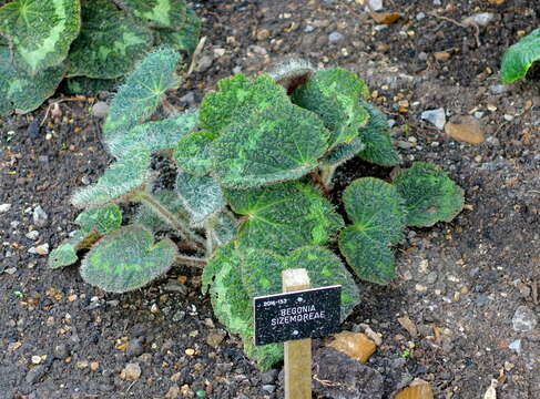 Image of Begonia sizemoreae Kiew