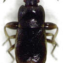 Image of Plinthisinae