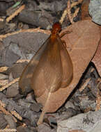 Image of rottenwood termites