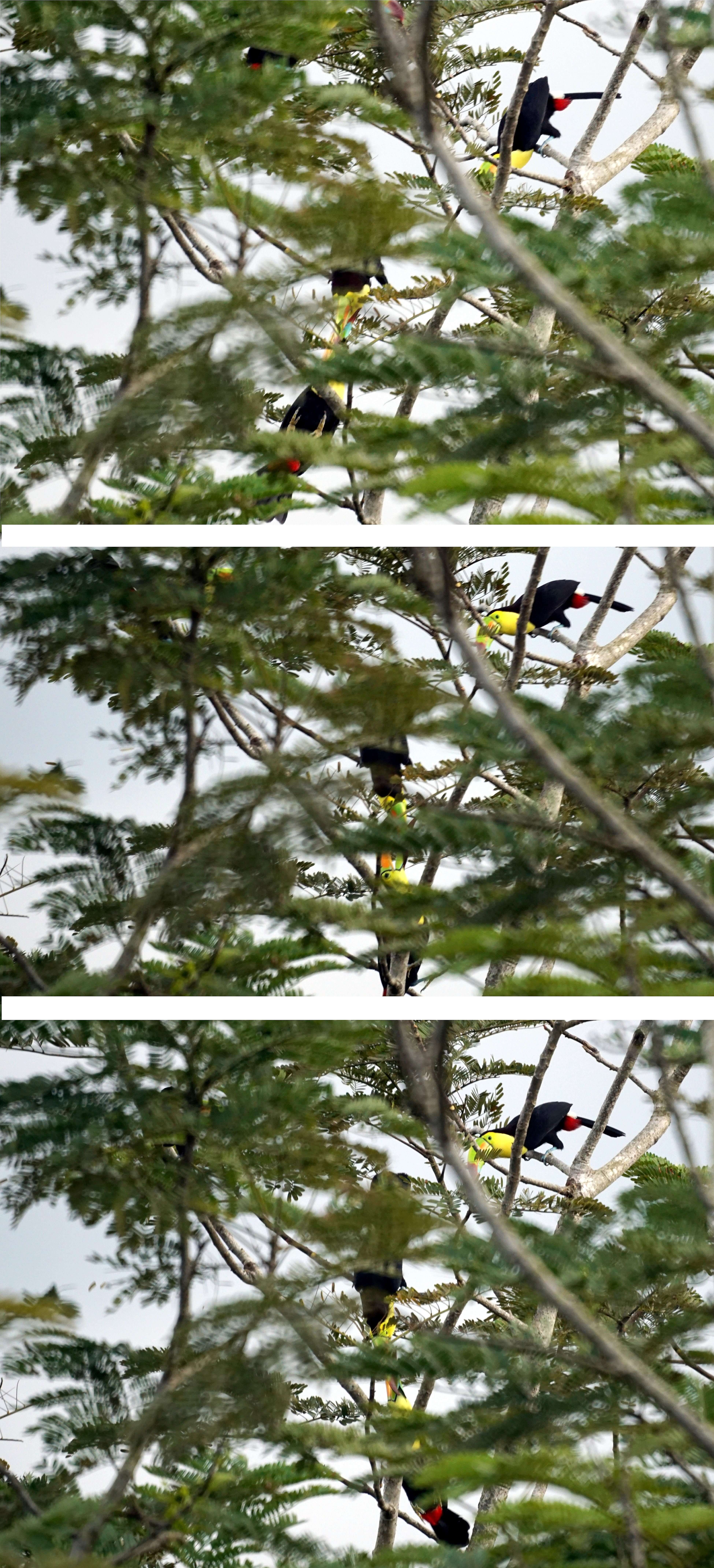 Image of Keel-billed Toucan