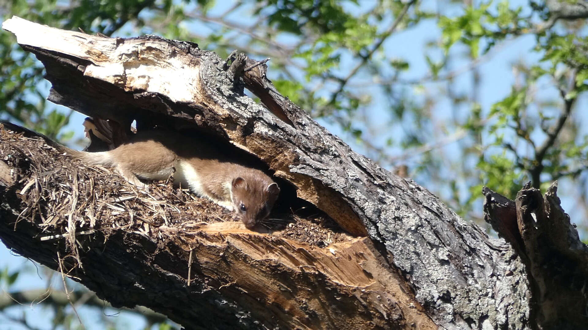 Image of ermine