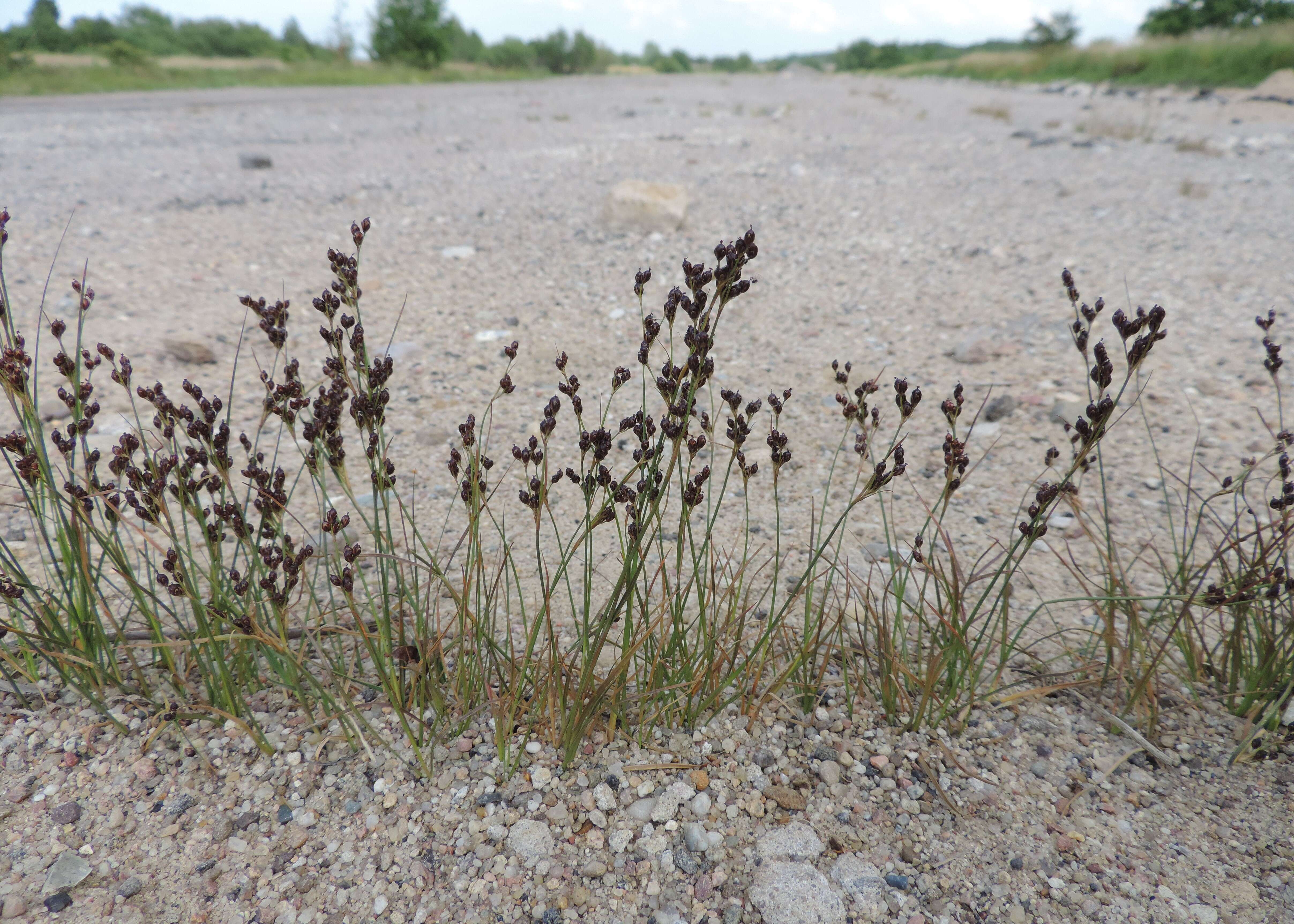 Image of Round-fruited Rush