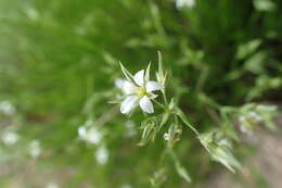 Image of Minuartia recurva (All.) Schinz & Thell.