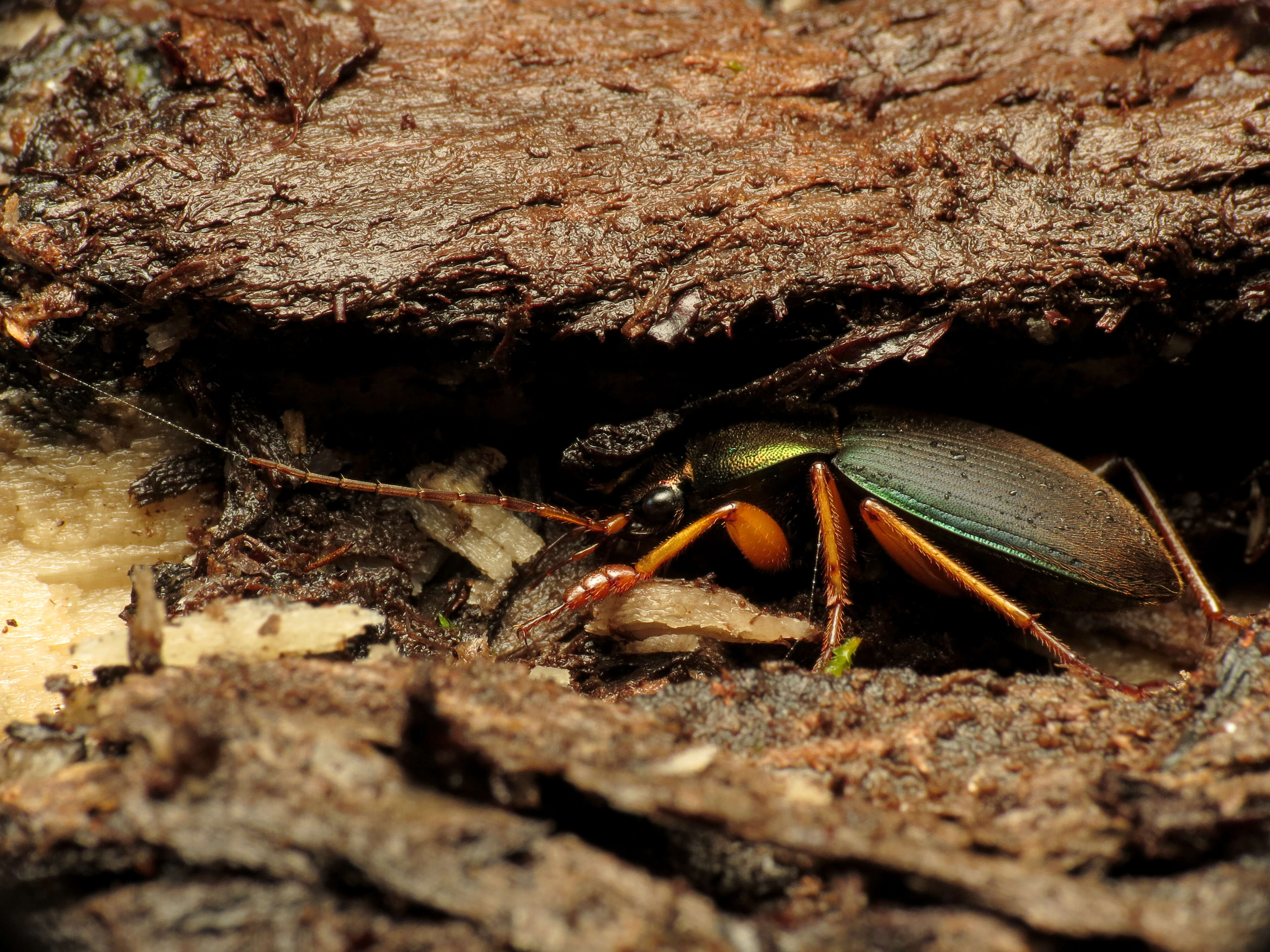 Image of Vivid Metallic Ground Beetles