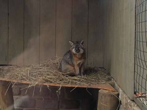 Image of Grey Foxes