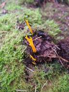 Image of Calocera viscosa (Pers.) Fr. 1821