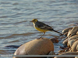 Image of Grey Wagtail