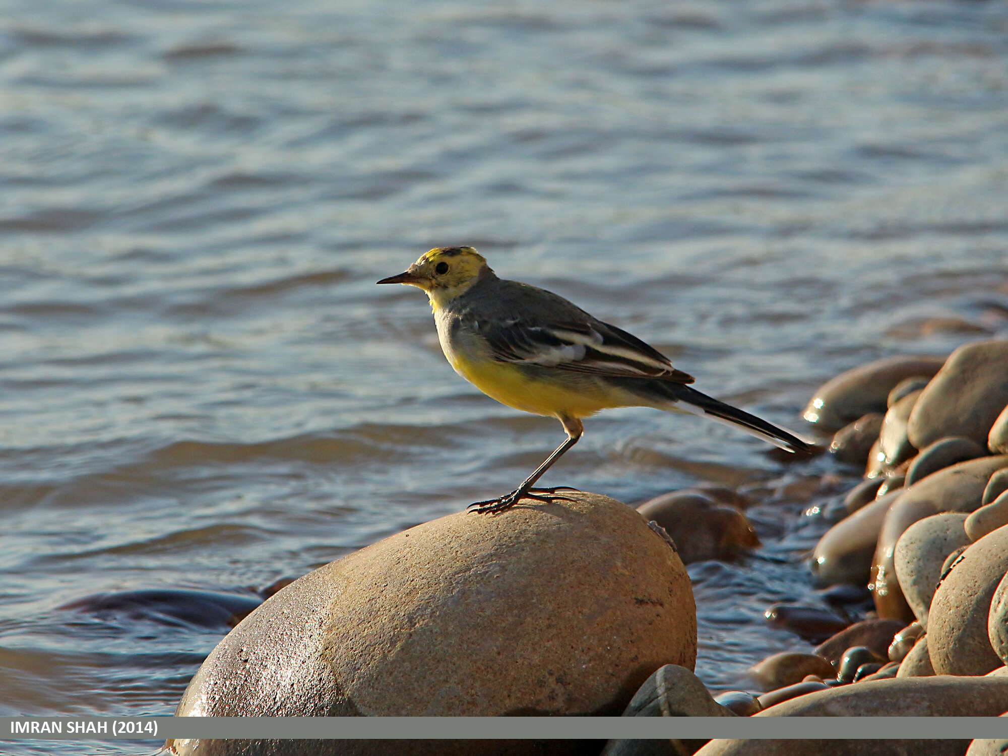 Image of Grey Wagtail