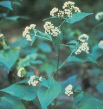 Image of white snakeroot