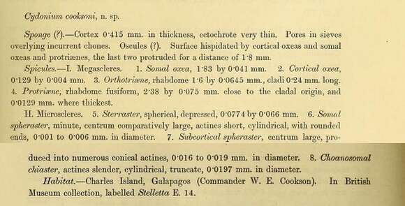 Image of Geodia cooksoni (Sollas 1888)