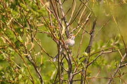 Image of Clay-colored Sparrow