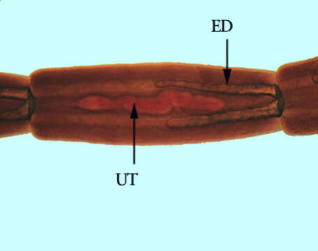 Image of Mesocestoididae