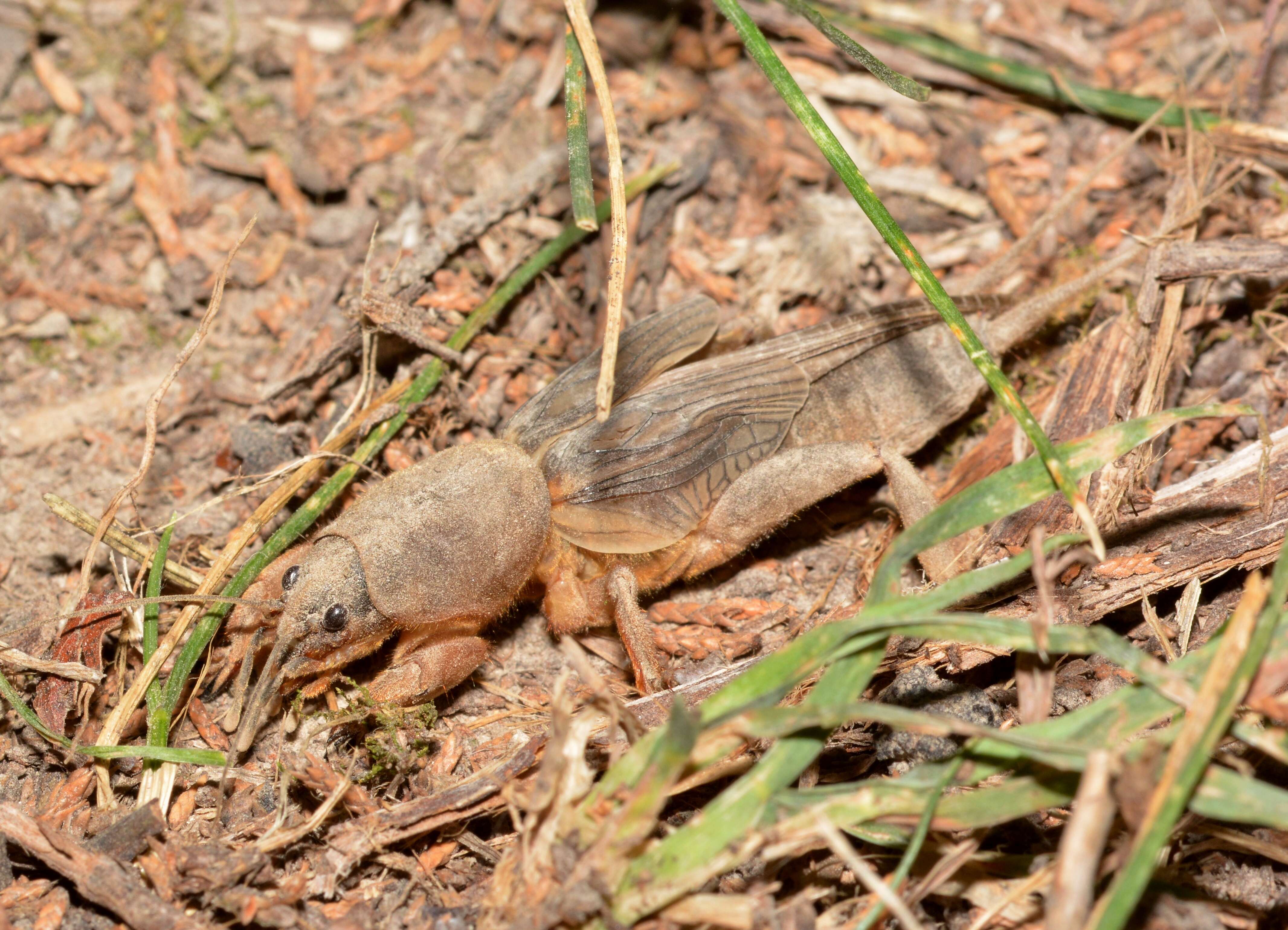 Image of mole crickets