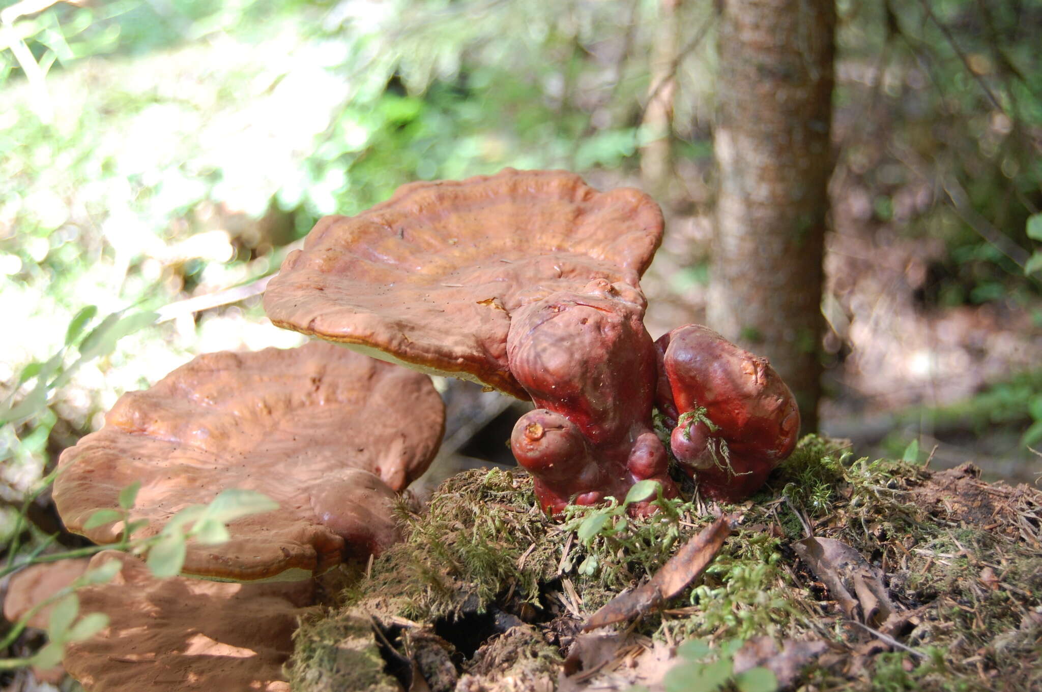 Image of lingzhi mushroom