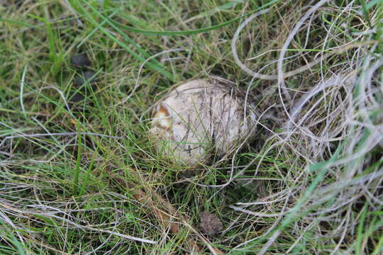 Image of Basket fungus