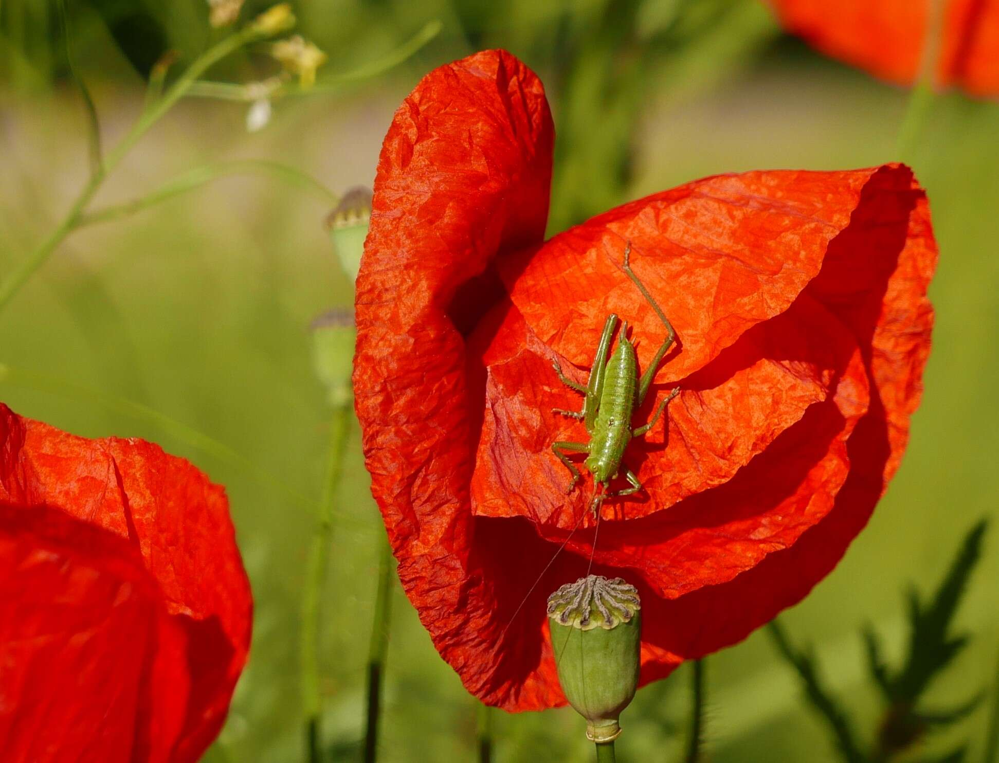 Image of corn poppy