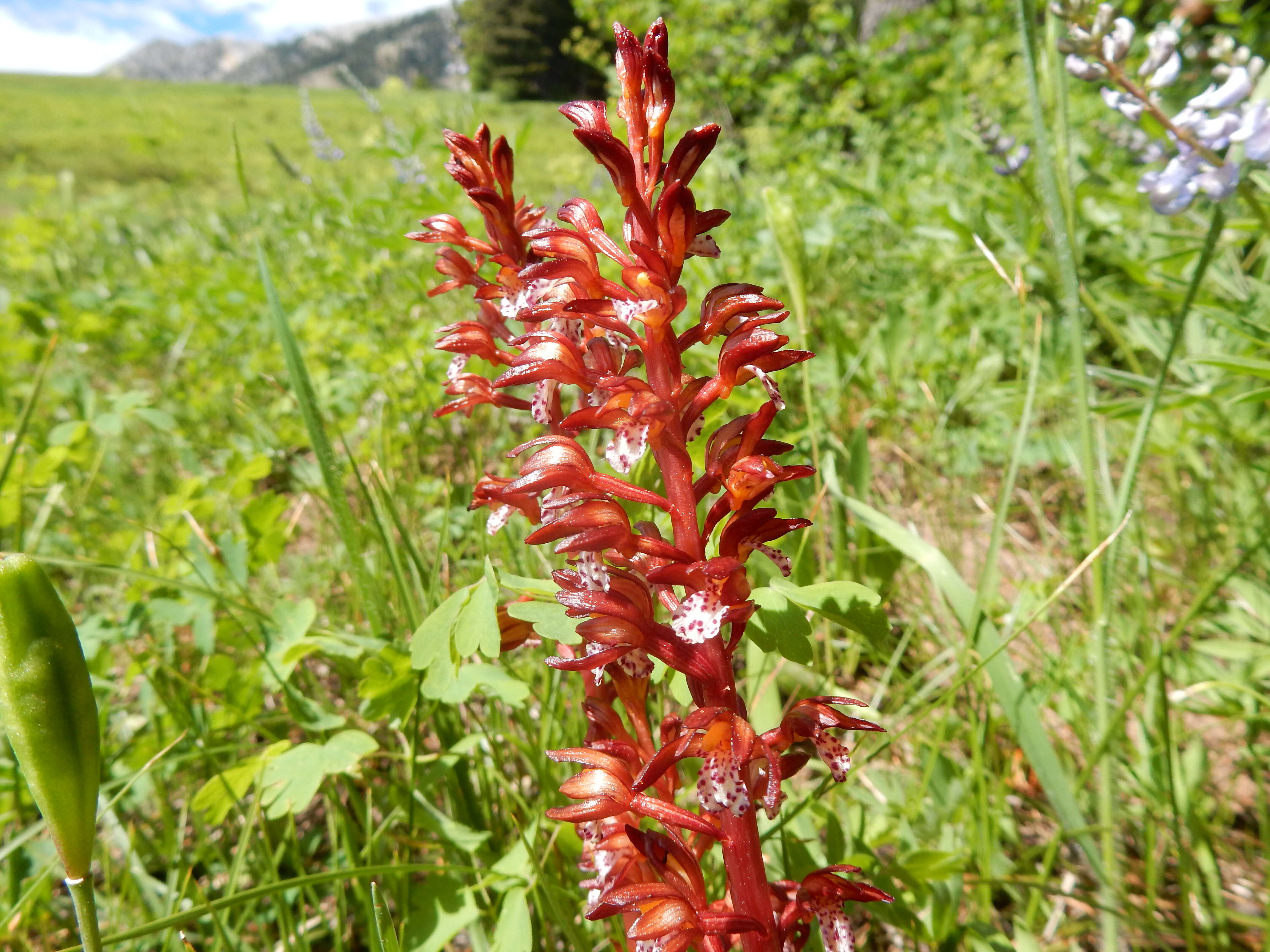 Image of Spotted coralroot