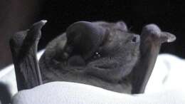 Image of Black Mastiff Bat