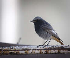 Image of Black Redstart