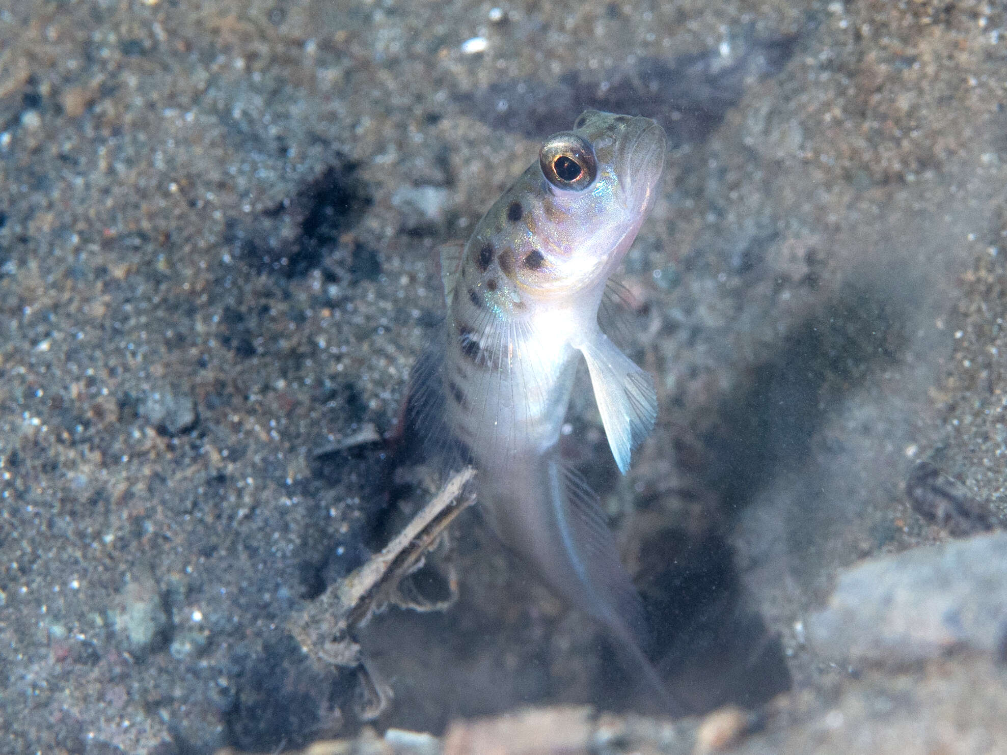 Image of Ambanoro shrimpgoby