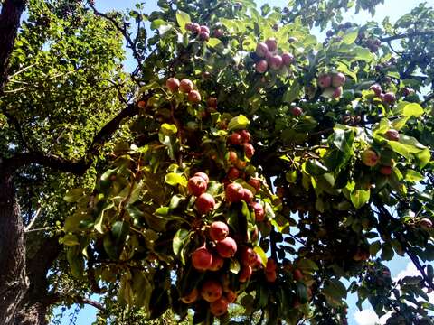 Plancia ëd Pyrus communis L.