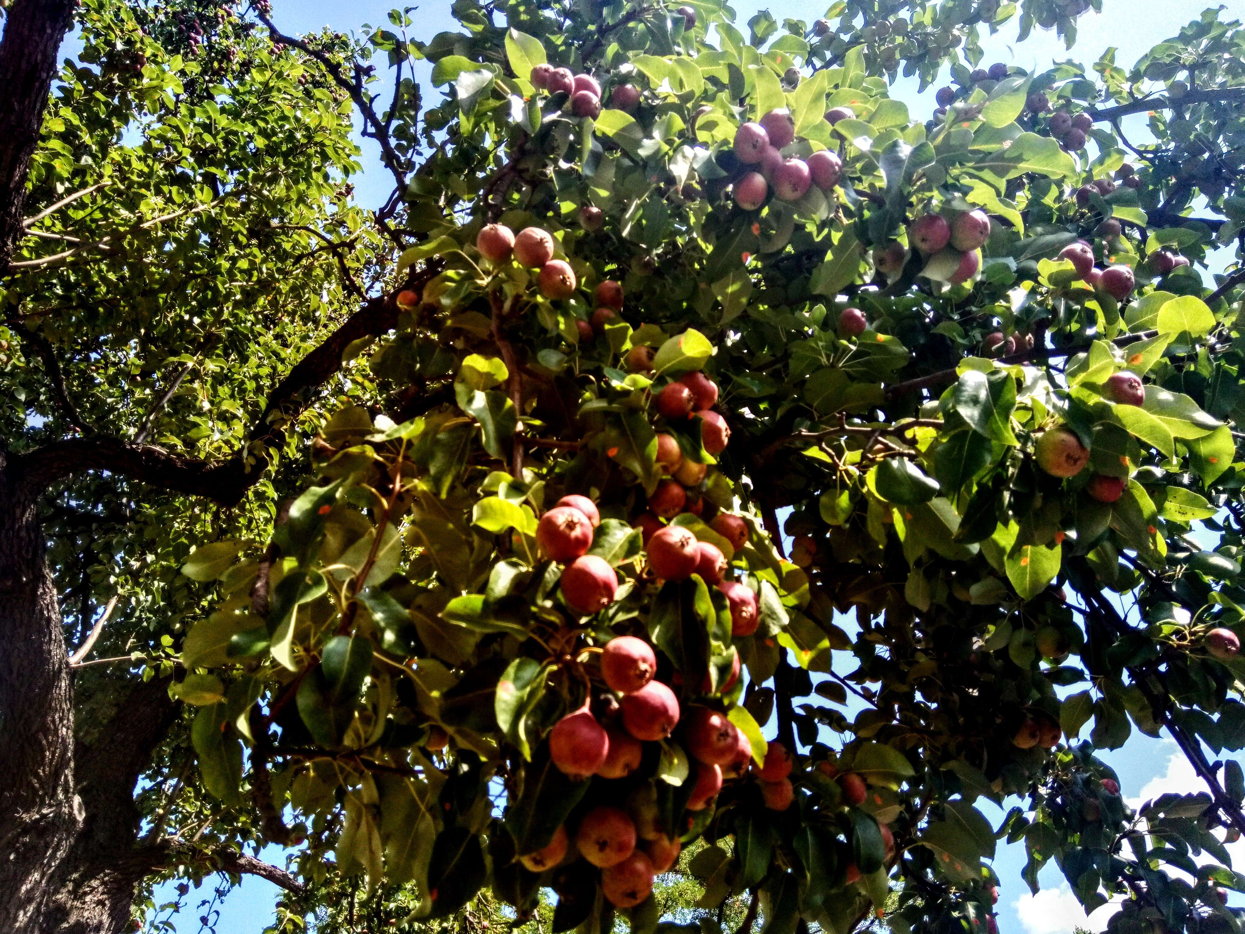 Image of European Pear